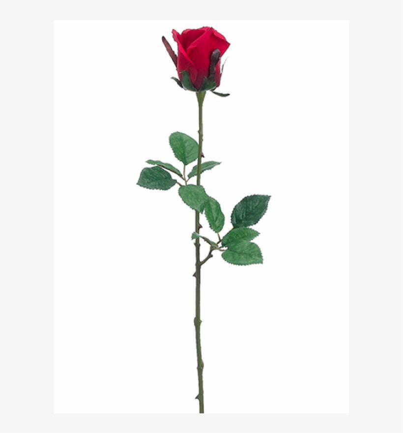 24" Medium Ecuador Rose Bud Spray Red - Rose Bud Rose Stem, transparent png download