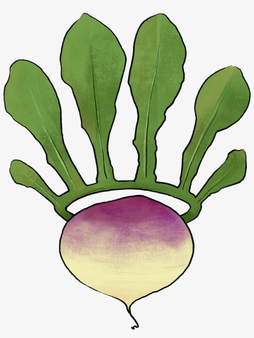 Illustration Of A Turnip With A Leaf Crown - Chard, transparent png download