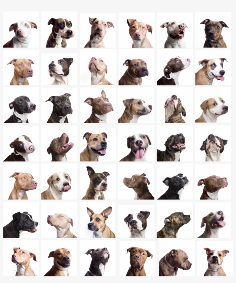 Peanut Butter Pit Bull - Companion Dog, transparent png download