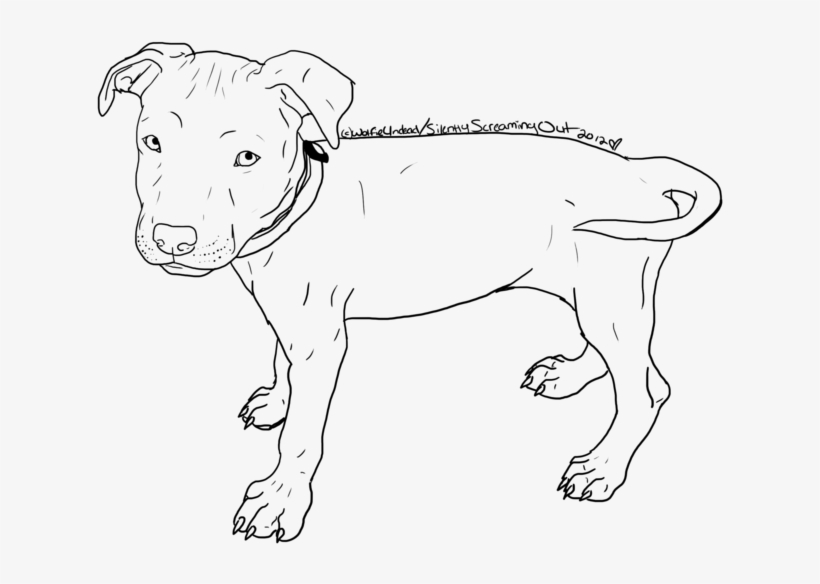 Drawn Pitbull Line Drawing - Sketch, transparent png download