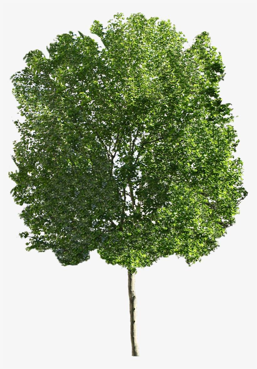 Platanus Tree Stairs, Arquitetura, Stairway, Stairways, - Maple Tree Png Clipart, transparent png download