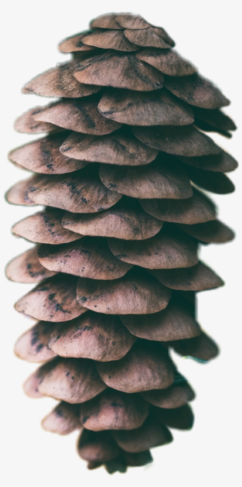 Pinecone Sticker - Pine, transparent png download