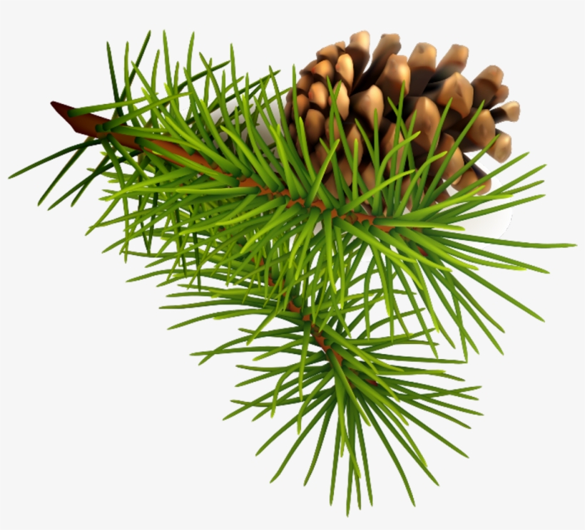 Pinecone Sticker - Pine, transparent png download