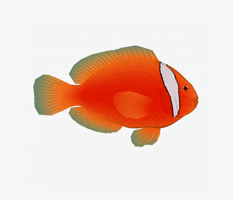 Tomato Clownfish - Coral Reef Fish, transparent png download