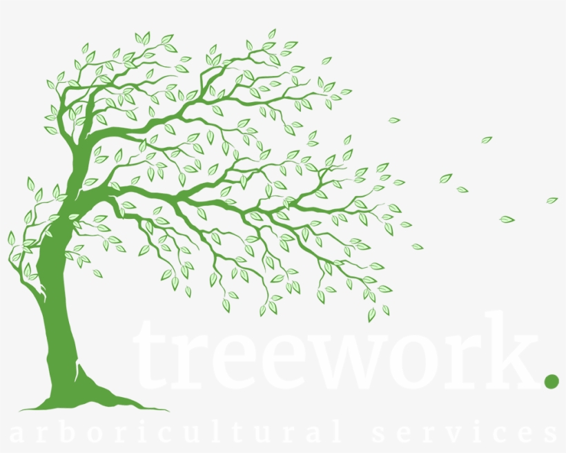 Arboricultural Services Treework Ltd - Tree, transparent png download