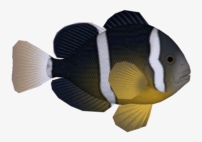 Yellowtailclown - Coral Reef Fish, transparent png download