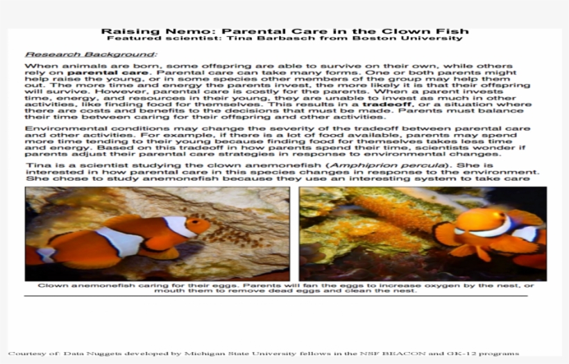 Parental Care In The Clown Fish Of - Coral Reef Fish, transparent png download
