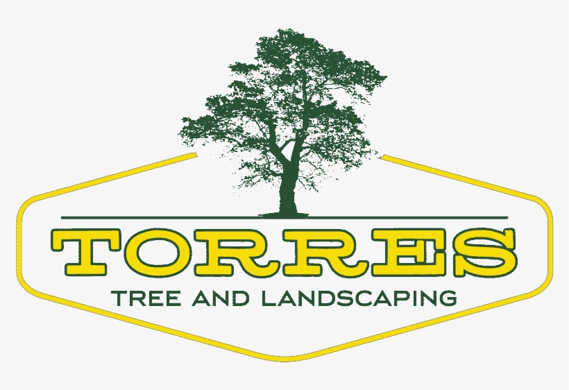 Torres Tree Service Llc - Tree, transparent png download