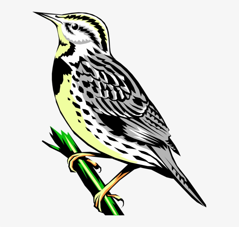 Vector Illustration Of Western Meadowlark Icterid Bird - Western Meadowlark Png Transparent Background, transparent png download