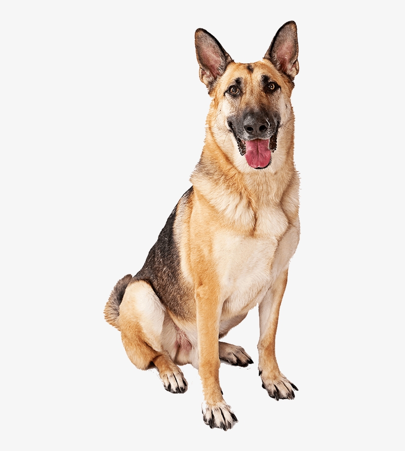 Buy From The Original Custom Dog House Manufacturer, - Rottweiler Doberman And German Shepherd, transparent png download