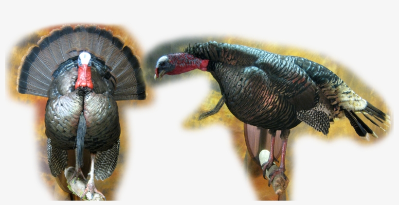 Slide0 Slide1 - Turkey, transparent png download