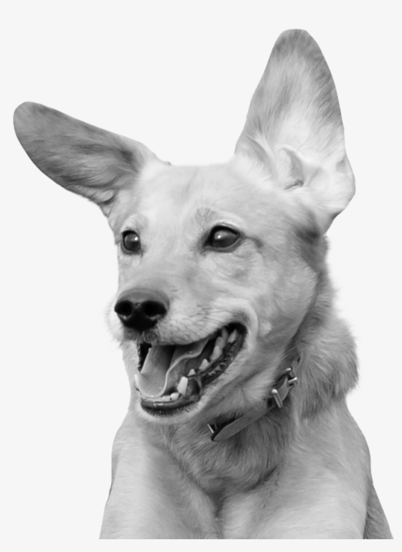 Positive Dog Training - Dog Run Png, transparent png download