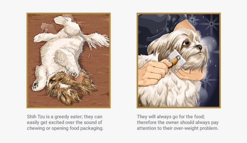 Shih Tzu - Mal-shi, transparent png download