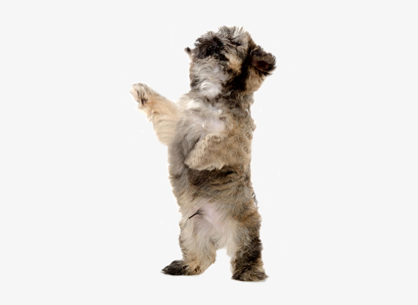 That Means That Every Single Shih Tzu Alive Today Can - Dog Catches Something, transparent png download