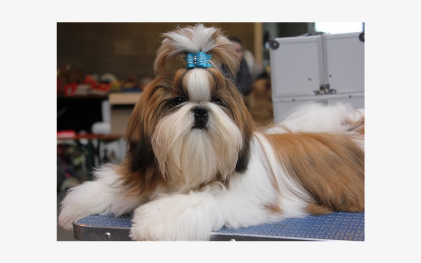 Photo Taken At Yorkshire Et Shih Tzu De L& - Shih Tzu, transparent png download