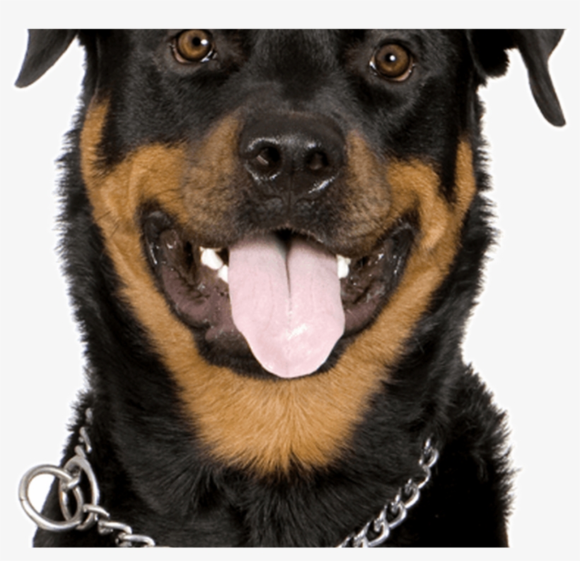 Rottweiler Puppies & Dogs - Dog Yawns, transparent png download