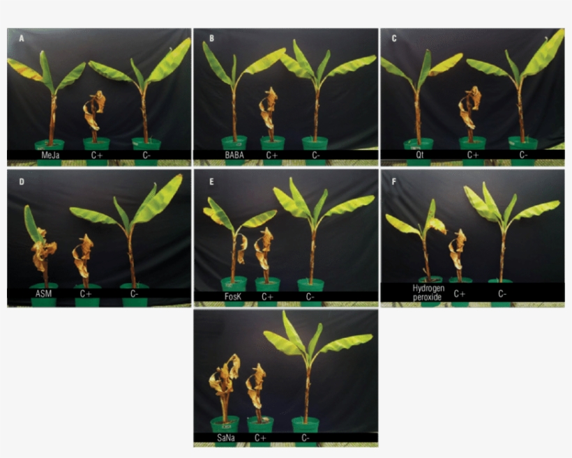 Banana Plants Inoculated With R - Illustration, transparent png download