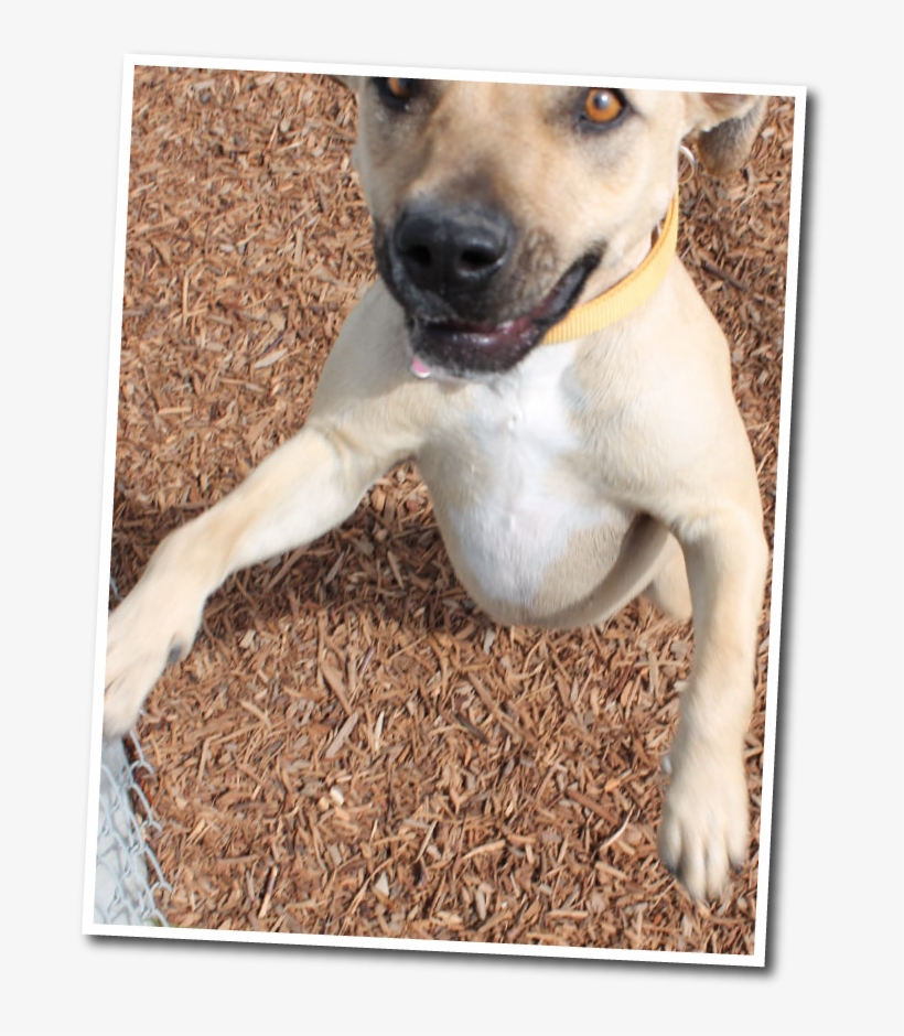 Funny Faces Dog Boarding In Fresno - Companion Dog, transparent png download