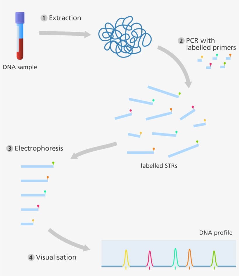 Illustration - Dna Profilleme Ile Akrabalık Teşhisi, transparent png download