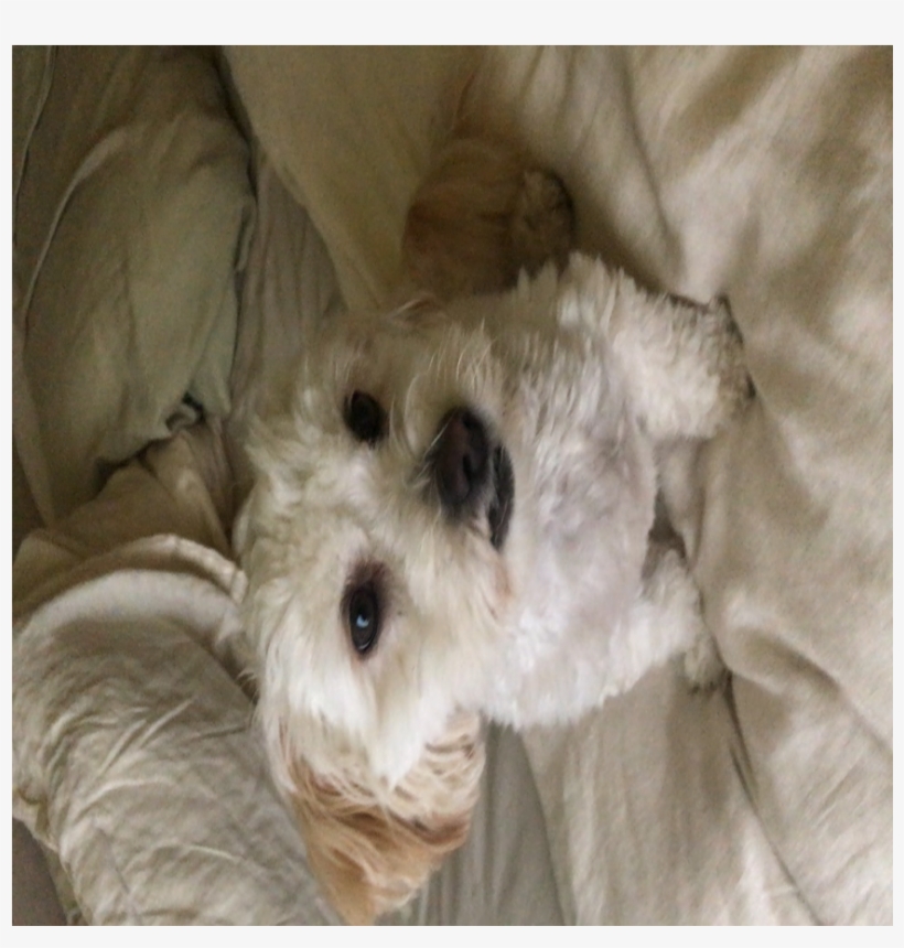 Ads Health Video Check Pin Funny Dog Videos, Funny - Glen Of Imaal Terrier, transparent png download