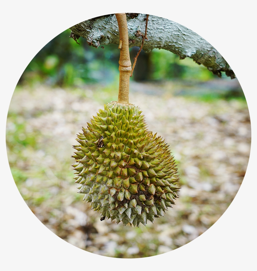 About Us - Durian, transparent png download