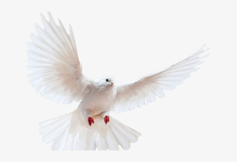 Dove Clipart Transparent Background - Dove Png Transparent Background, transparent png download