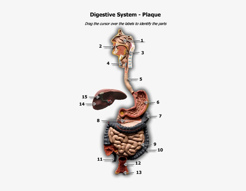 Digestive Plaque Model, transparent png download