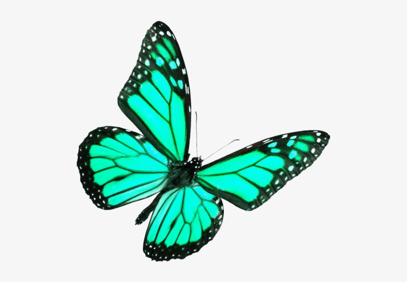Butterfly - Monarch Butterfly, transparent png download