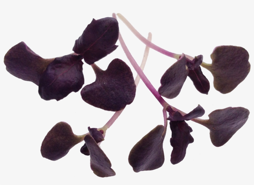 Tree, transparent png download