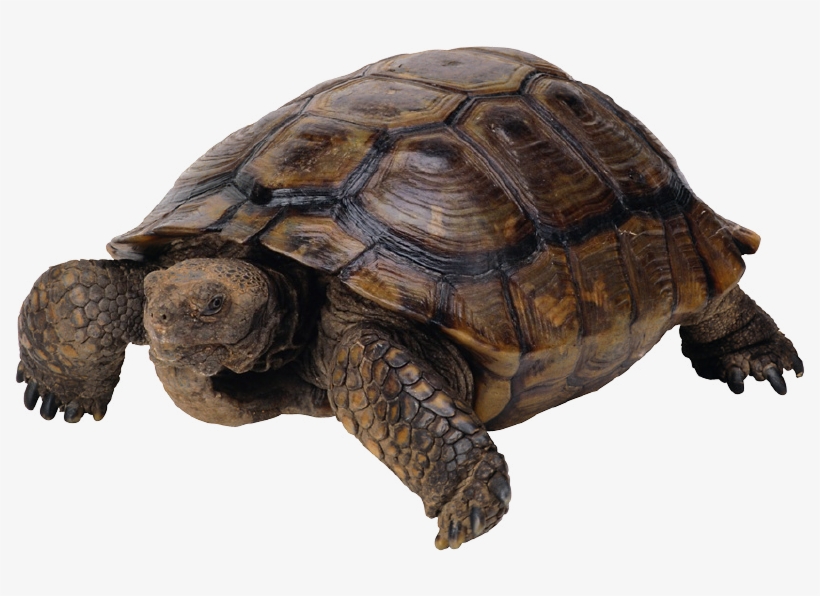 Bay Isle Home Resin Decorative Figurine Color - Serpiente Lagartos Tortugas Cocodrilos, transparent png download