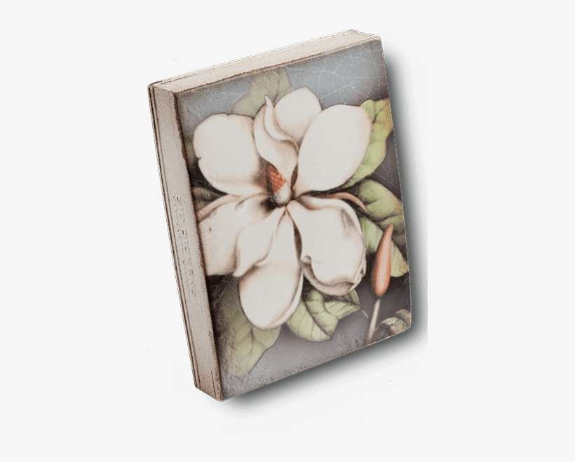 Magnolia - Frangipani, transparent png download