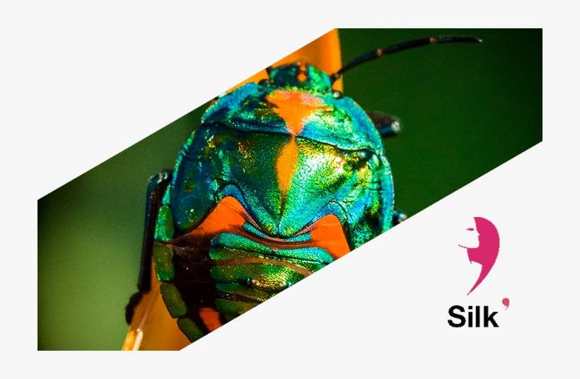 Rebecca Silk Allies The Grace Of A Natural Paper With - Leaf Beetle, transparent png download