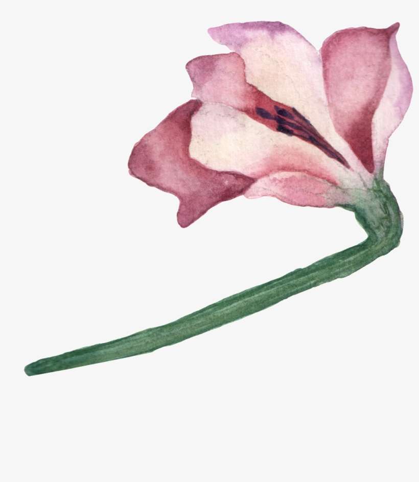 Pintado Cartoon Magnolia Png Transparente - Lily, transparent png download