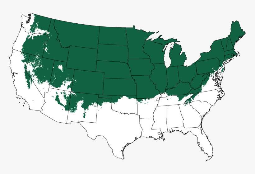 Quaking Aspen - Vector United States Png, transparent png download