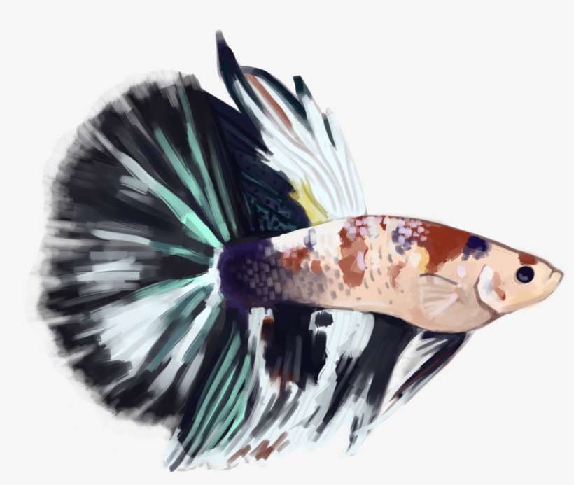 Tide Pod, My Halfmoon Koi Show Betta That I Bought - Lionfish, transparent png download
