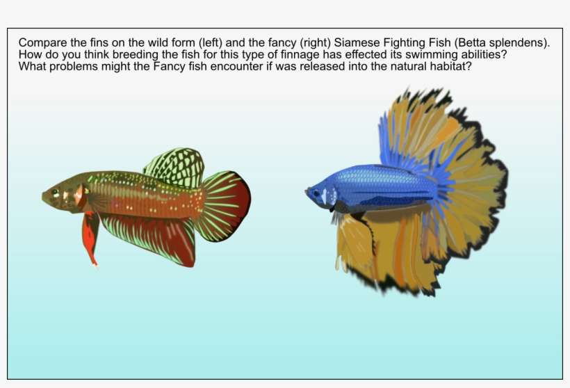 Answer The Paddle Tail On The Wild Form Of The Siamese - Invertebrate, transparent png download