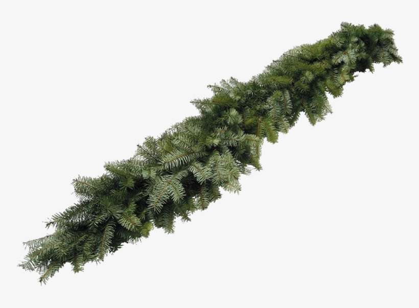 Best Christmas Trees, Christmas Trees Lafayette, Christmas - Shortleaf Black Spruce, transparent png download