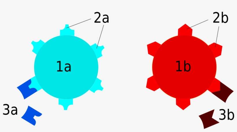 Serotypes Antibody Versus Antigen - Antibody And Antigen, transparent png download