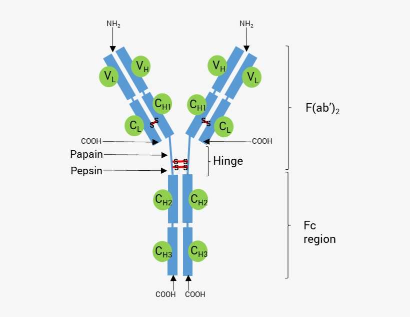 Schematic Structure Of An Antibody - Diagram, transparent png download