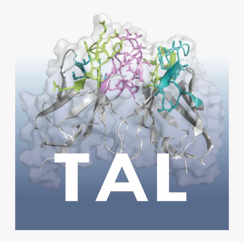 From Therapeutic Antibodies To Clinical Success - Texas Dental Association Png, transparent png download