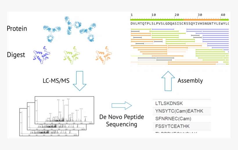 Lc Ms Ms Protein Sequencing, transparent png download
