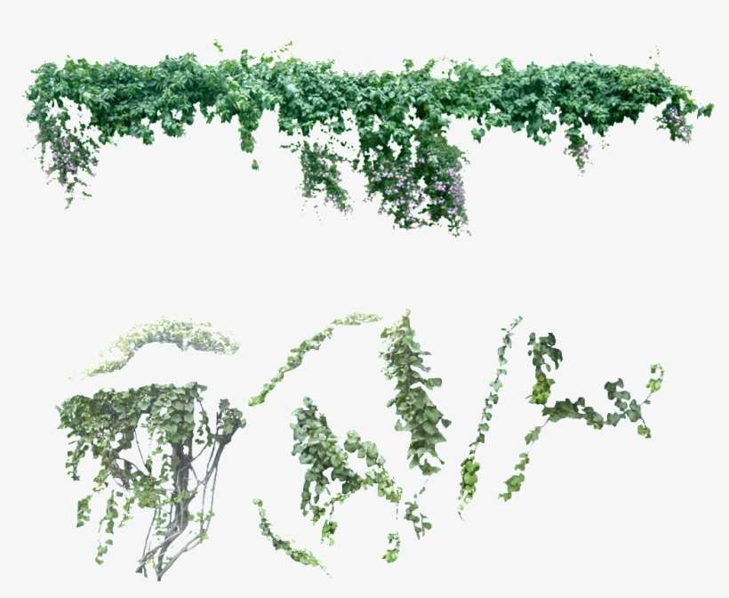 Vine Png - Liane Png, transparent png download