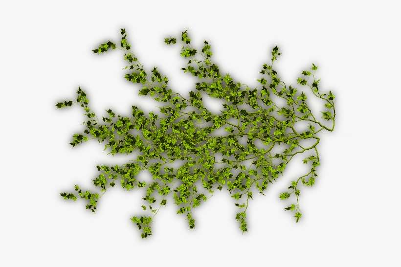 14 296k Creepers Lgreen F 06 Feb 2009 - Vine Climbing Plants Png, transparent png download