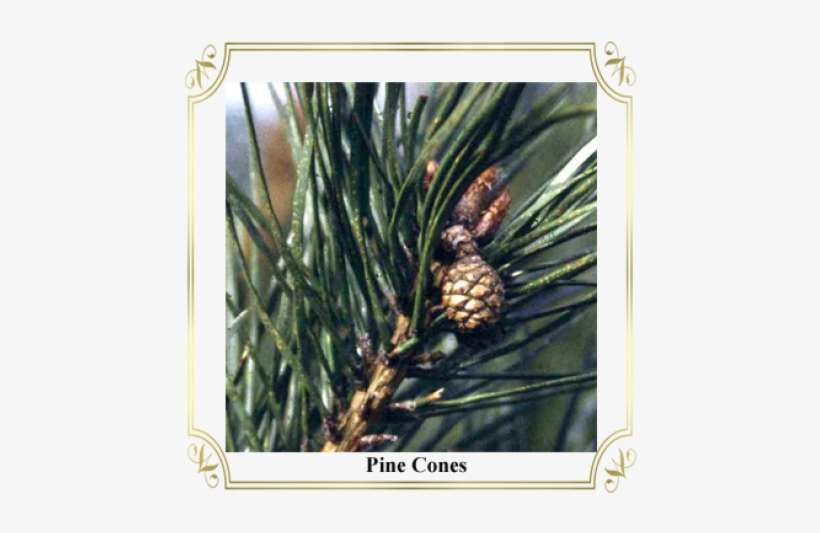 Pond Pine, transparent png download