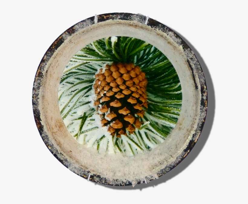 Lodgepole Pine, transparent png download