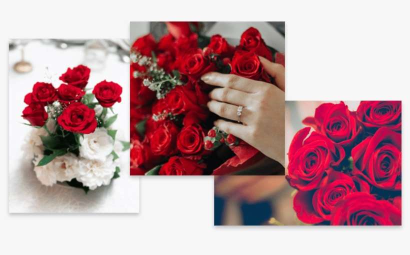 Rosas Rojas - Garden Roses, transparent png download
