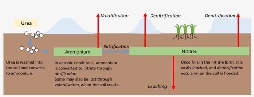 Picture5 - Diagram, transparent png download