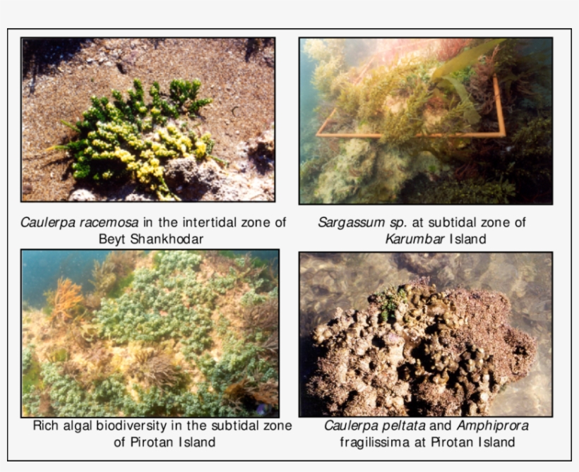 -marine Algae Of The Gulf Of Kachchh - Marine Biology, transparent png download