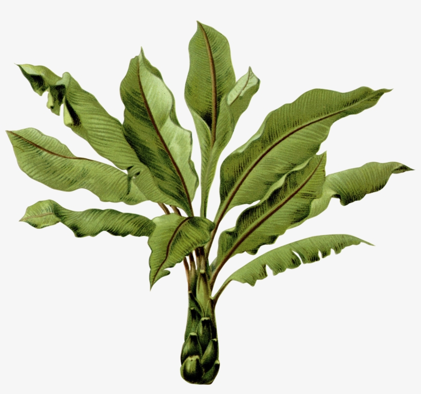 Palm Leaves Botanical Drawing, transparent png download