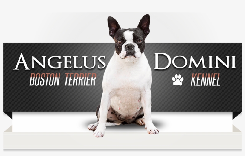 Nedeljkov Ágnes És Ljubiša - French Bulldog, transparent png download